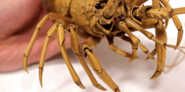 Isto NÃO é uma lagosta. Rekvifiyiik1m3sup6ib