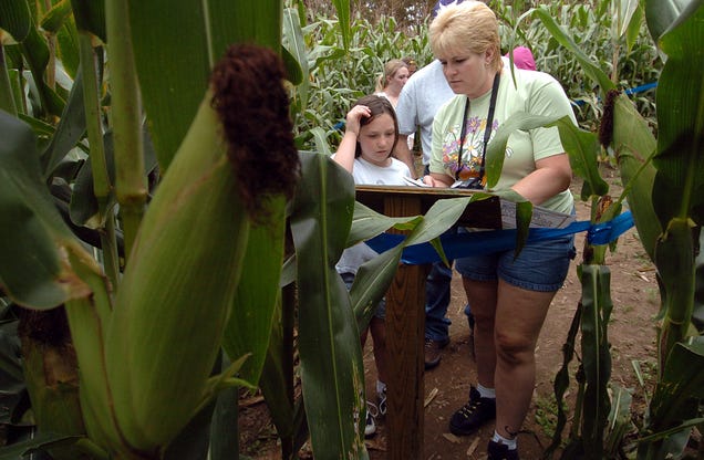 Cell Phones Are Ruining Corn Mazes