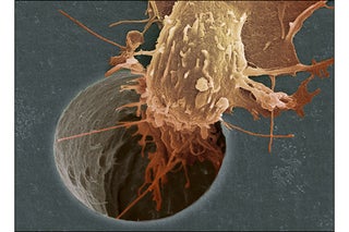 Where Is My Cure for Cancer?