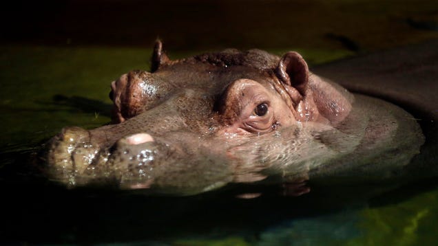 Pablo Escobar's Rogue Hippos Are Taking Over Colombia