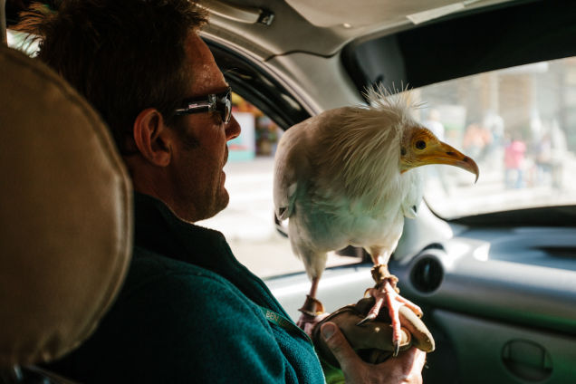 Parahawking: An Actual Sport That Mixes Paragliding And GIANT BIRDS