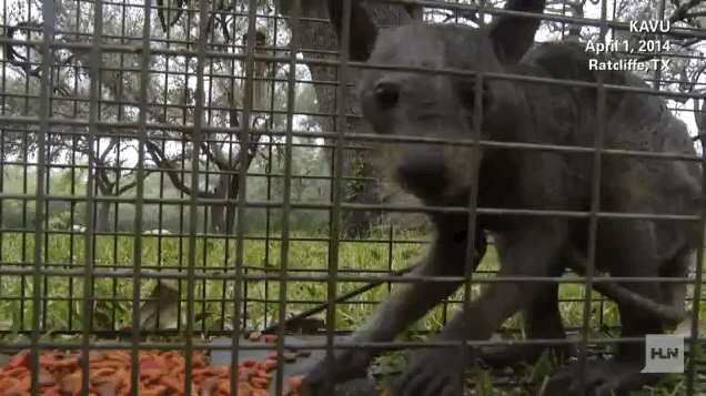 No, este extraño animal no es el chupacabra
