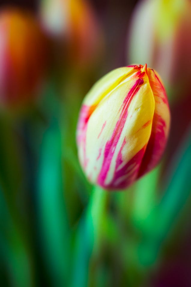 27 Serendipitous Shots Of Spring