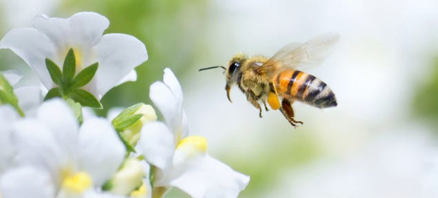 A Surprising Twist to the Story of What's Killing Our Bees: They're High