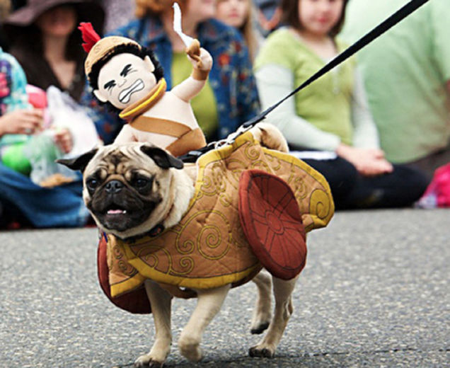 Highlights From "Puglandia," Oregon's Annual Pug Crawl
