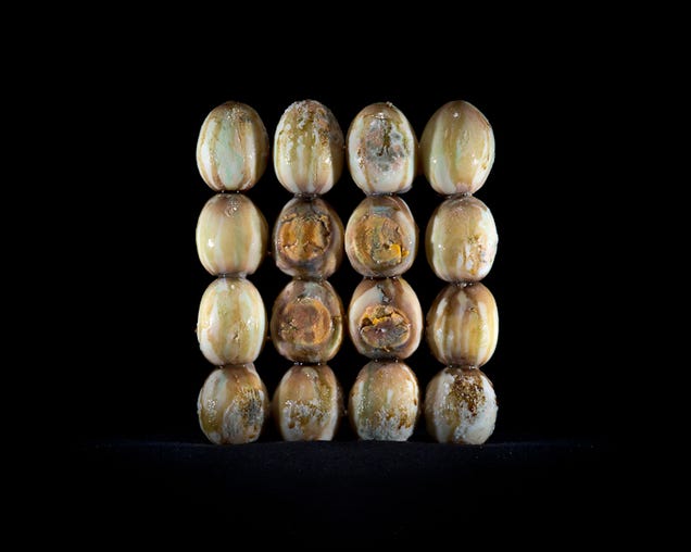 Still-life photos of rotting food are strangely beautiful