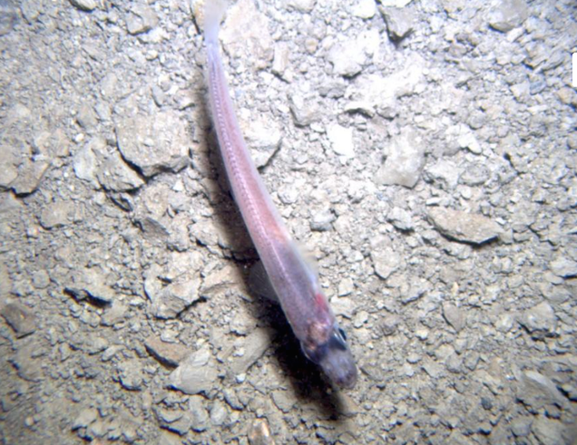 This Is The Fish Researchers Found Living Underneath 2,400 Feet Of Ice