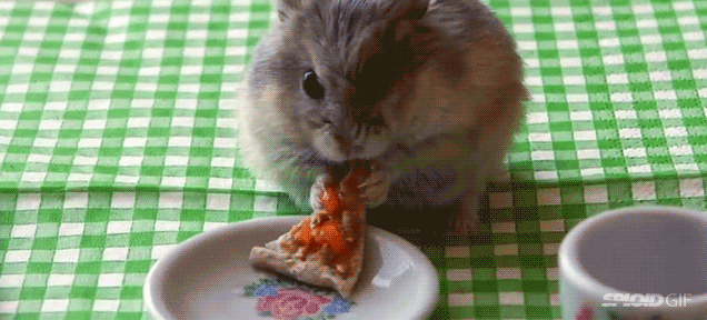 Tiny hamster eating tiny pizza continues new chapter of human decadence