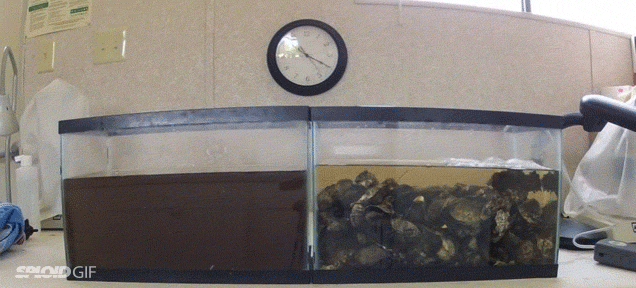 Video: Oysters are fantastic at filtering dirty water