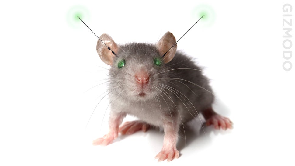 remote controlled mice