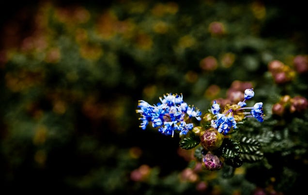 Shooting Challenge: Spring Gallery 2
