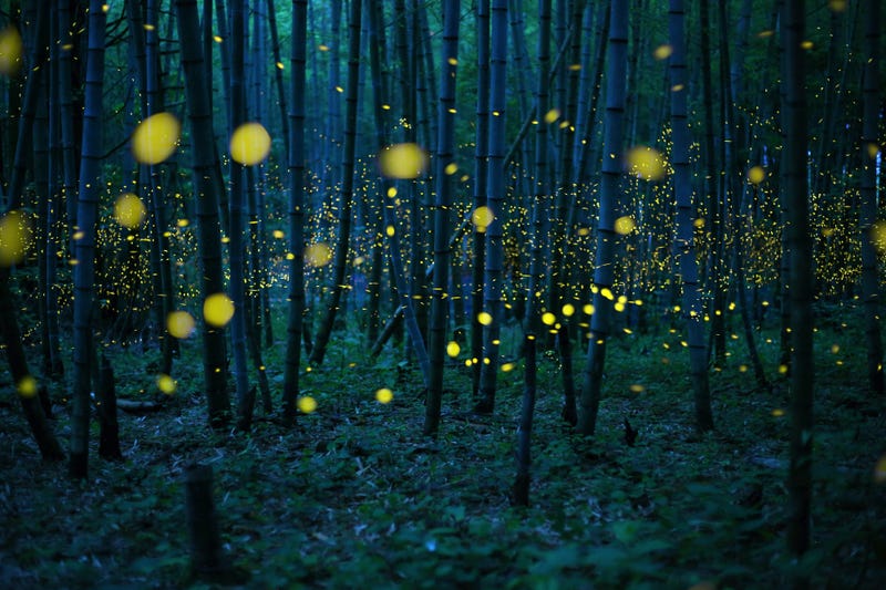 Las fotos más espectaculares de los Sony World Photography Awards parecen de otra dimensión