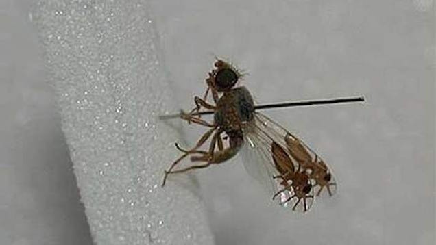 This amazing fruit fly evolved to have pictures of ants on its wings