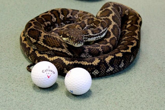 Poor Dumb Snake Eats Golf Balls Thinking They're Eggs