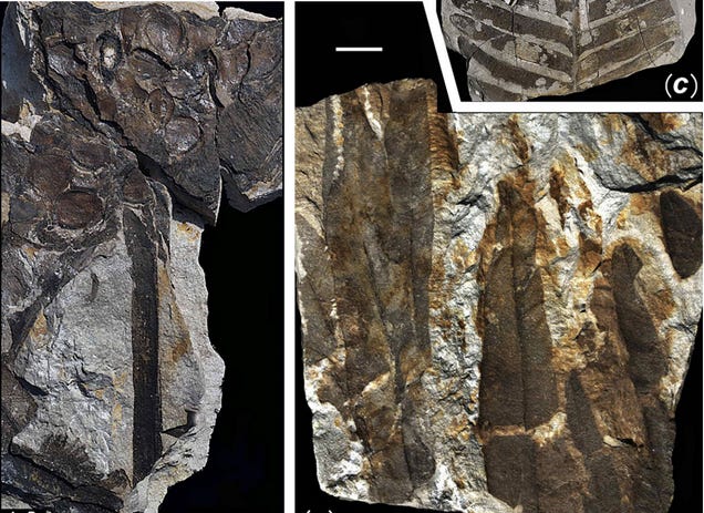 First Photos of China's 298-Million-Year-Old Buried Forest