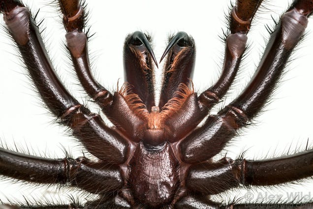 An Incredible Close-Up View Of One Of The World's Most Venomous Spiders