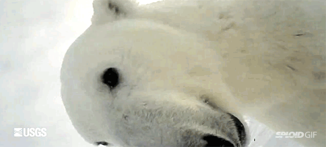 First ever point-of-view video recorded by a wild polar bear is so cute