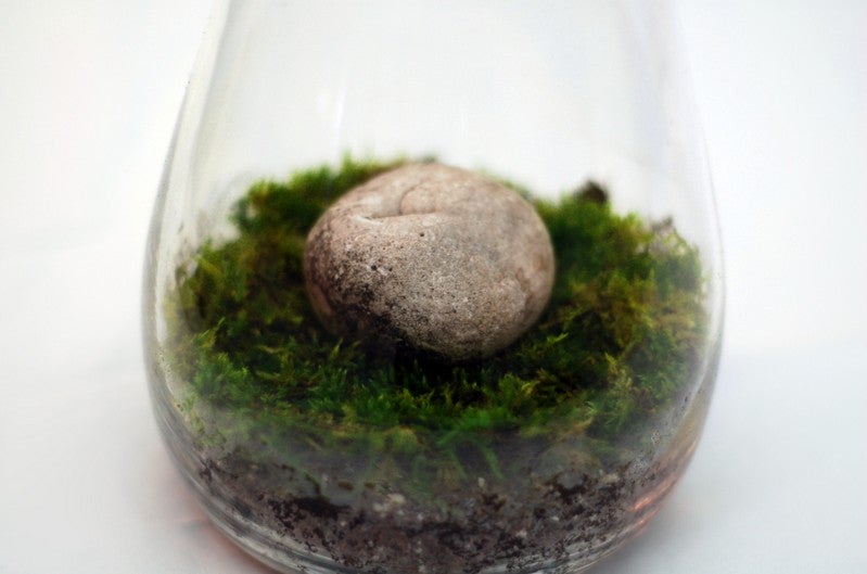 make a moss terrarium for low maintenance greenery make a moss terrarium for low maintenance greenery