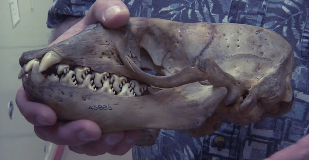 Crabeater Seals Look Like They Have Buzzsaws For Teeth
