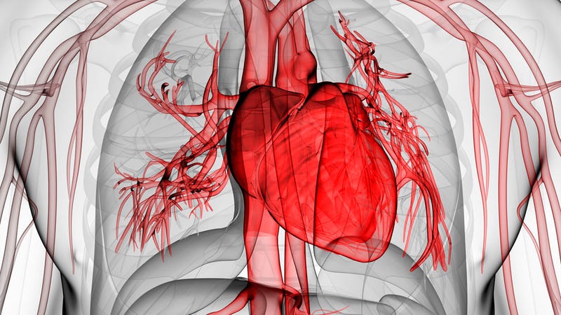 Por qué el corazón no se cansa igual que otros músculos