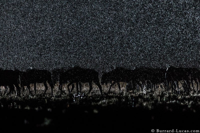 13 Sensational Camera Trap Photos of African Animals At Night