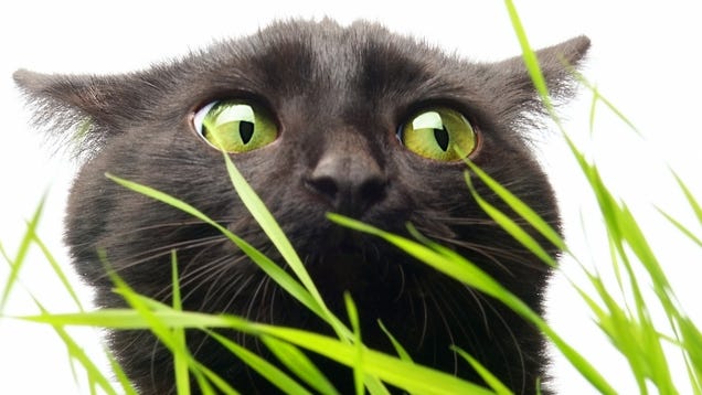 World's Best Cat Fetches Weed, World's Worst Cat Owners Narc On It