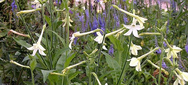 Tomorrow's Cancer-Blasting Wonder Drug Could Come From a Tobacco Plant