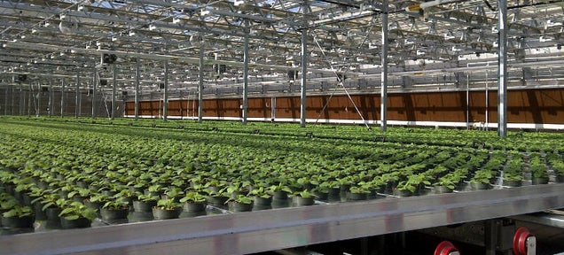 Your Future Flu Vaccines Could Be Grown Inside a Tobacco Plant