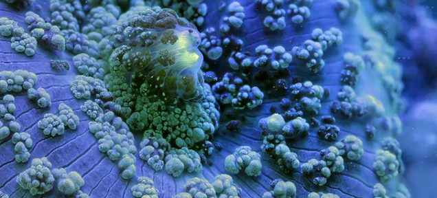 These Macro Shots of Marine Life in Motion Are Unbelievably Beautiful