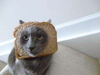 Hot New Internet Meme: 'Breading' Cats