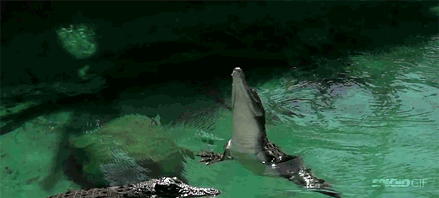 The power and perfection of a crocodile in one slow-motion jump