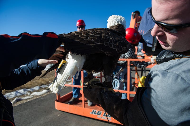 Spirit the Eagle Helps to Stop Birds Getting Chopped by Wind Turbines