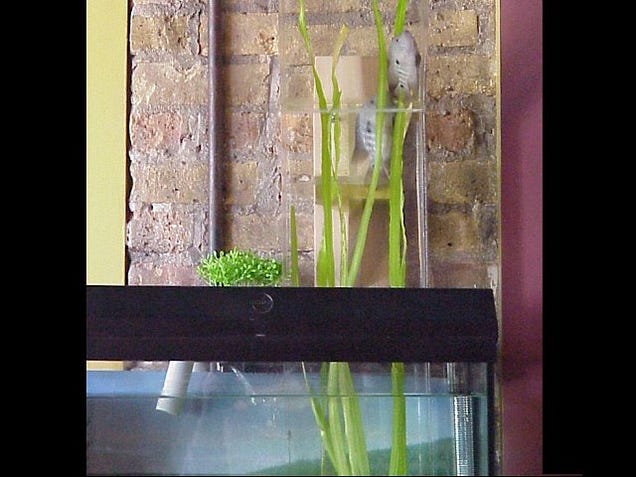 Fish Bridge Connects Two Aquariums; if Only Fish Were Smart Enough to Use it