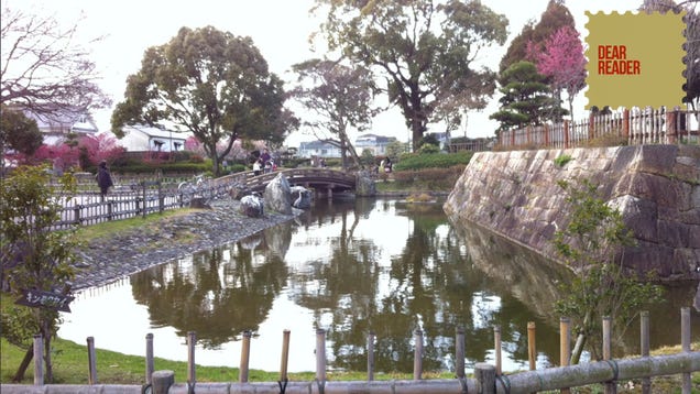 The Cherry Blossoms Are Coming!
