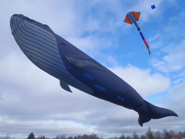 Beware the real-life, 98-foot Fail Whale who terrorizes the skies