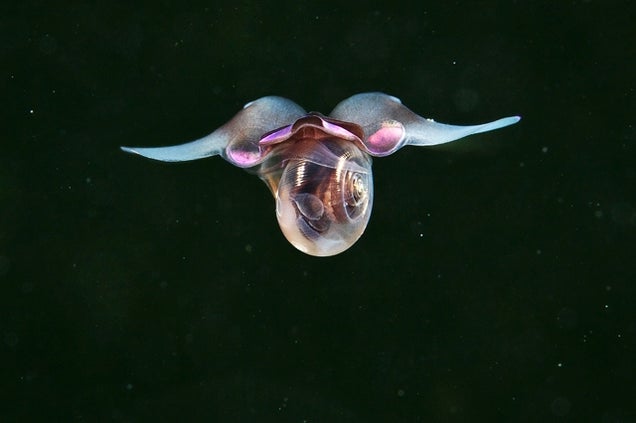 It Seems That Aliens Are Living Under the White Sea