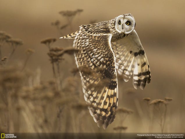 The best pictures from National Geographic's Photo Contest 2014