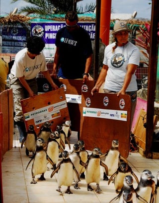Penguins Flying in Military Planes from Brazil's Beaches to the South Atlantic