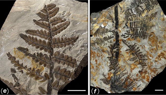 First Photos of China's 298-Million-Year-Old Buried Forest