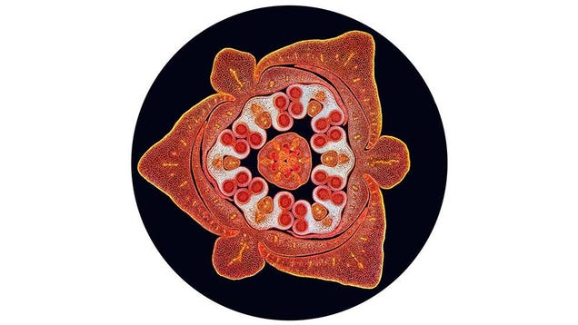 Behold the Monstrous Beauty of This Year's Coolest Microscopic Images