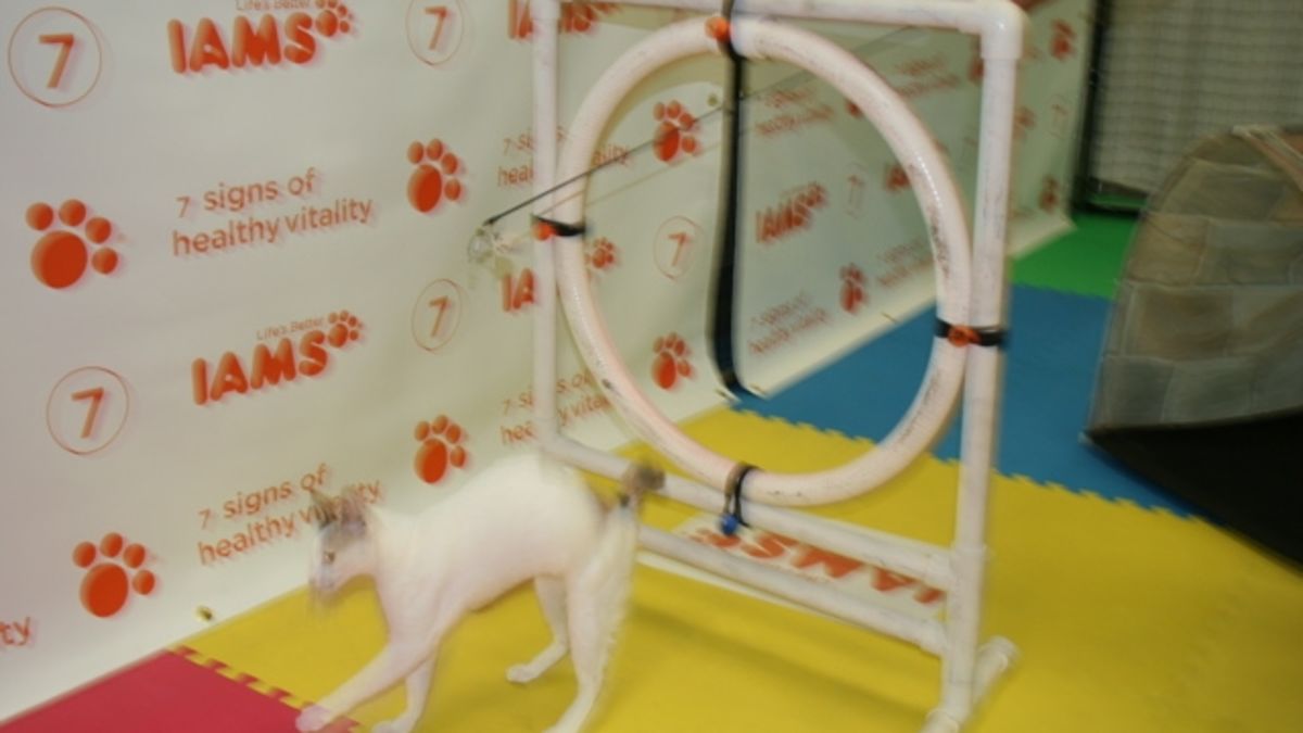 Cats Being CAThletes: An Afternoon at the CFA Iams Cat Championship