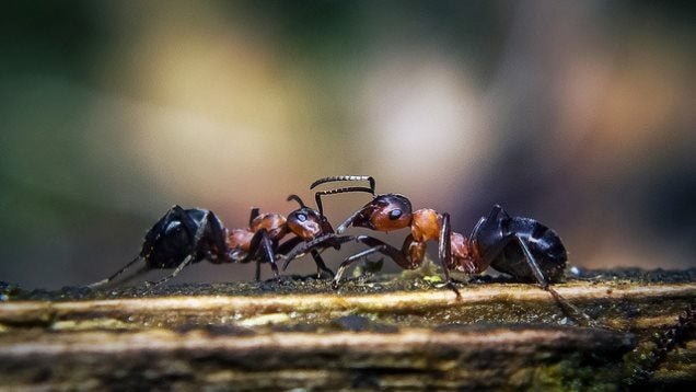 ​Use Coffee Grounds to Get Rid of Ants