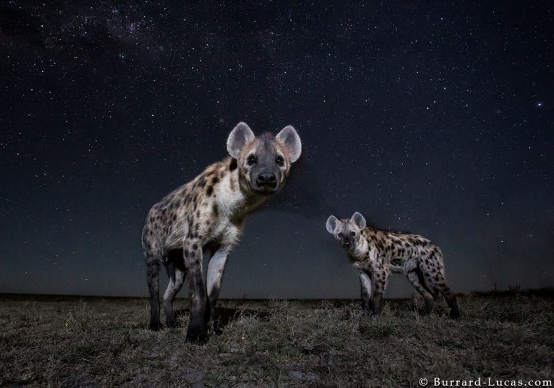 13 Sensational Camera Trap Photos of African Animals At Night