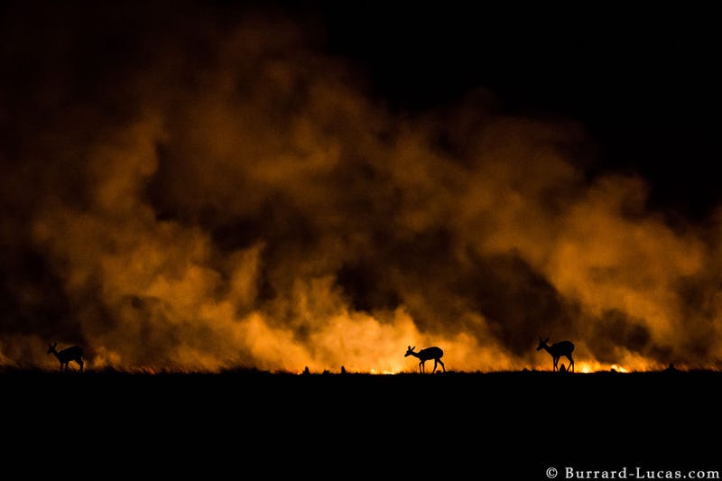 13 Sensational Camera Trap Photos of African Animals At Night
