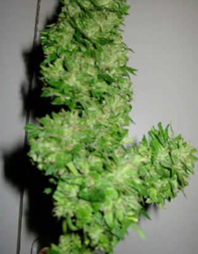 Just How Do You Give Yourself An Herbal Abortion?