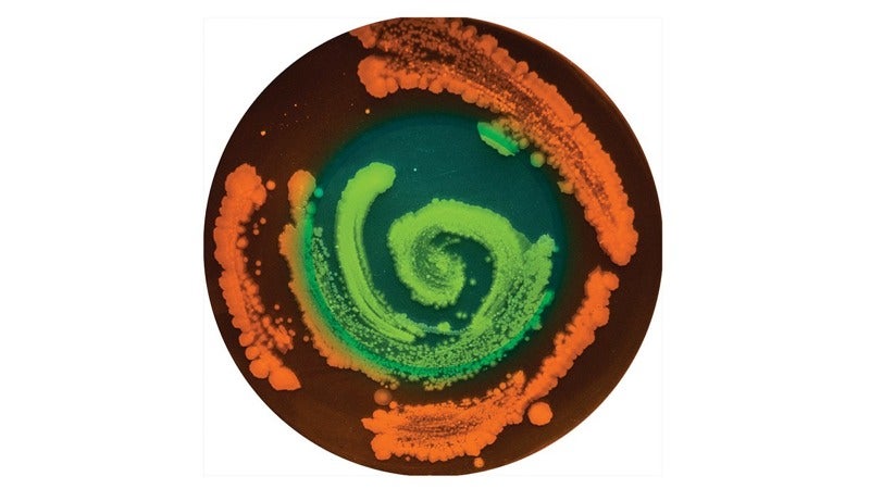 Your Navel Lint Makes a Beautiful Portrait as Unique as Your Fingerprint