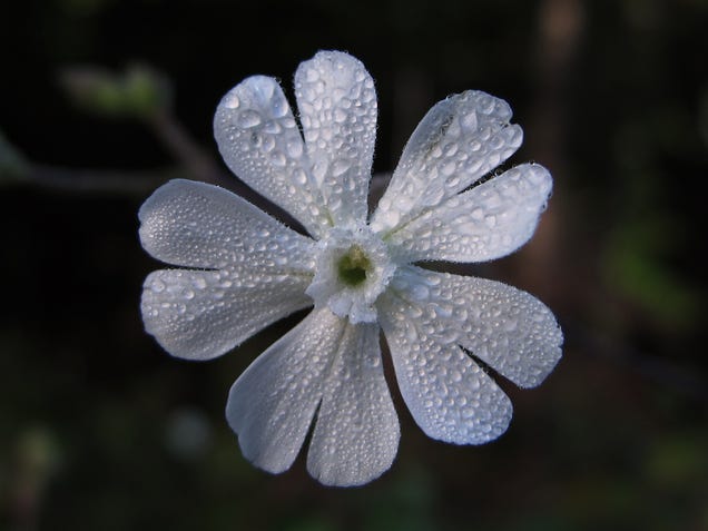 After Thousands of Years, Earth's Frozen Life Forms Are Waking Up