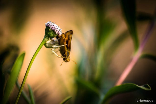 Shooting Challenge: Spring Gallery 1