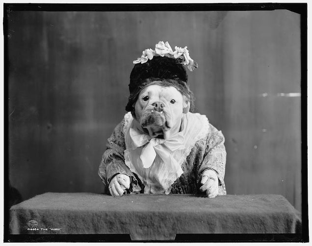 1905 photographs of bulldogs dressed like humans were eerie and/or adorable