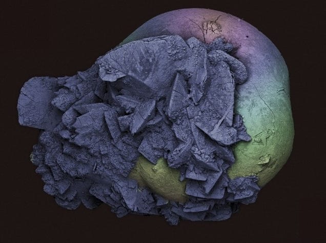 The Strange Stories Behind the Year's Best Scientific Images